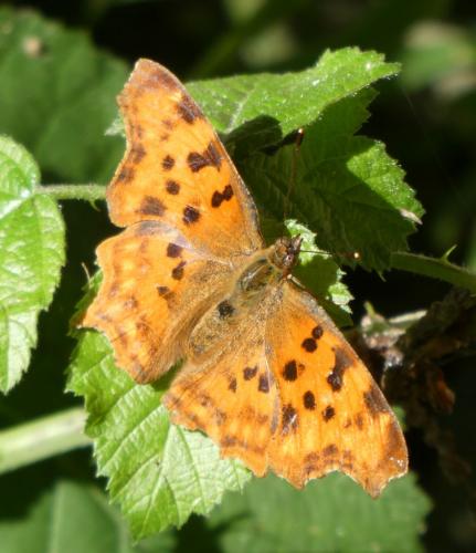 Réf. 234 751 : Polygonia c-album